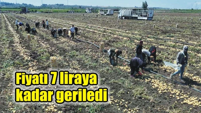 Patatesin Fiyatı 7 liraya kadar geriledi neden..?