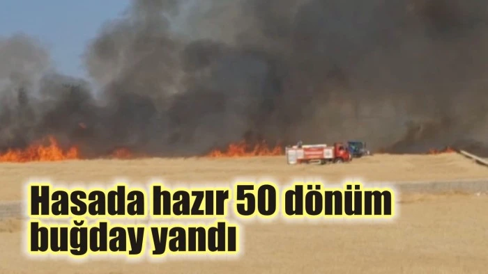 Hasada hazır 50 dönüm buğday yandı