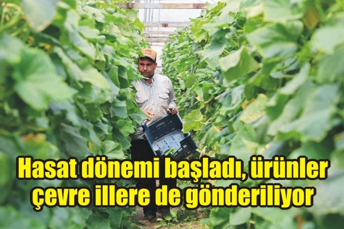 Hasat dönemi başladı, ürünler çevre illere de gönderiliyor