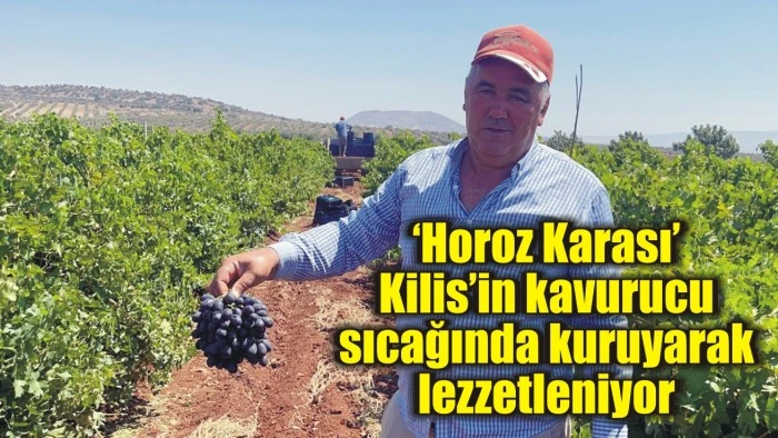 ‘Horozkarası’ Kilis’in kavurucu sıcağında kuruyarak lezzetleniyor