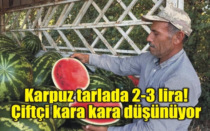 Karpuz tarlada 2-3 lira! Çiftçi kara kara düşünüyor