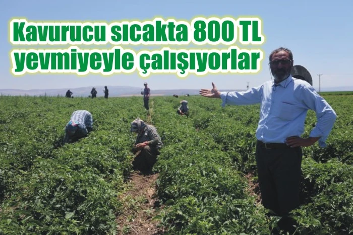 Kavurucu sıcakta 800 TL yevmiyeyle çalışıyorlar