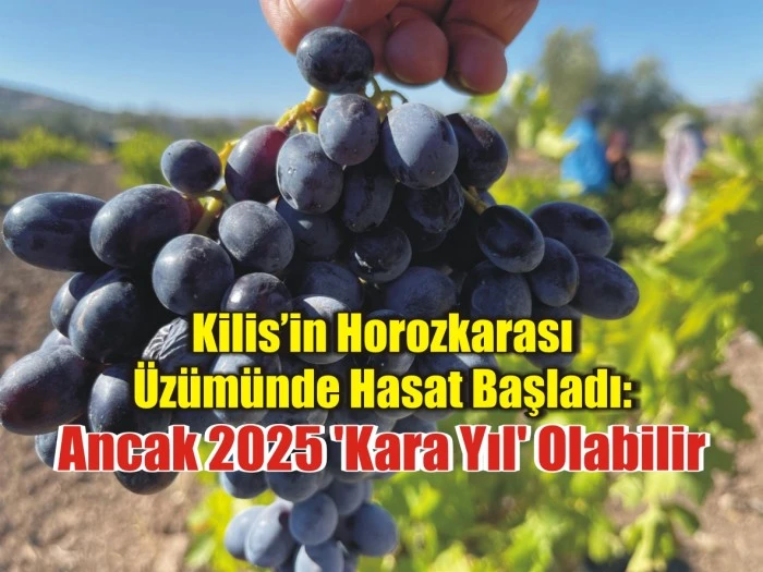 Kilis’in Horozkarası Üzümünde Hasat Başladı: Ancak 2025 'Kara Yıl' Olabilir