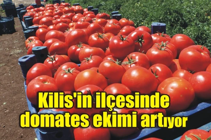 Kilis'in ilçesinde domates ekimi artıyor