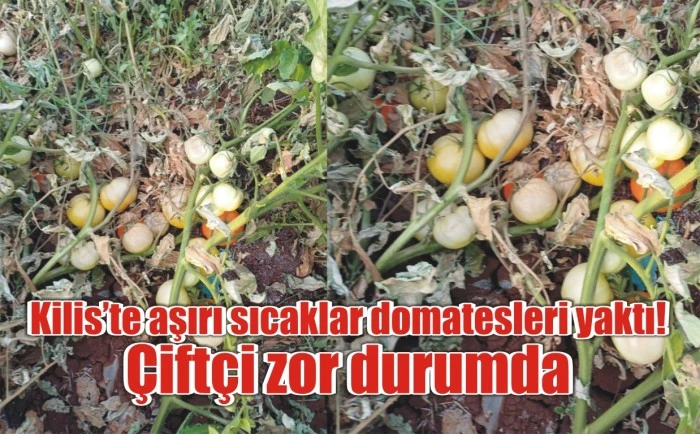 Kilis’te aşırı sıcaklar domatesleri yaktı! Çiftçi zor durumda
