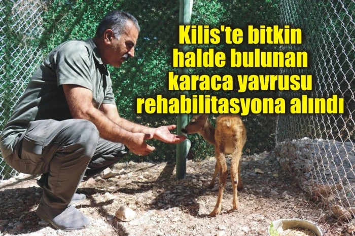 Kilis'te bitkin halde bulunan karaca yavrusu rehabilitasyona alındı
