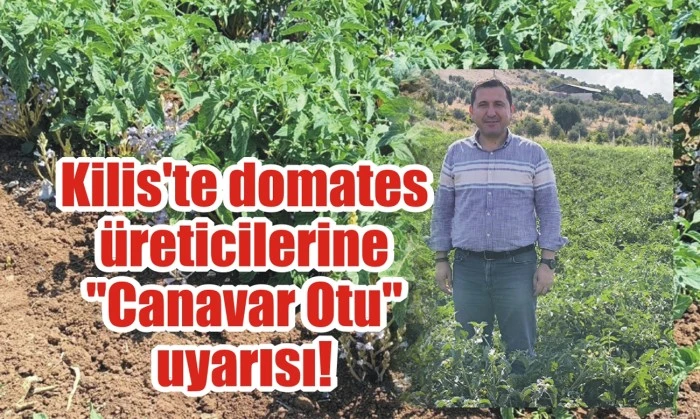 Kilis'te domates üreticilerine "Canavar Otu" uyarısı!
