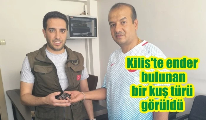 Kilis'te ender bulunan bir kuş türü görüldü