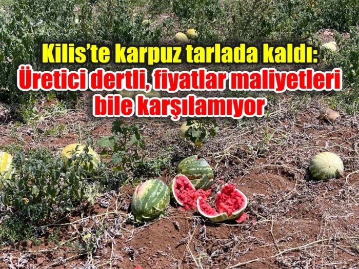 Kilis’te karpuz tarlada kaldı: Üretici dertli, fiyatlar maliyetleri bile karşılamıyor