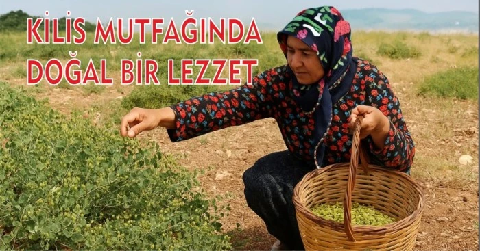 Kilis'te Keber Mevsimi