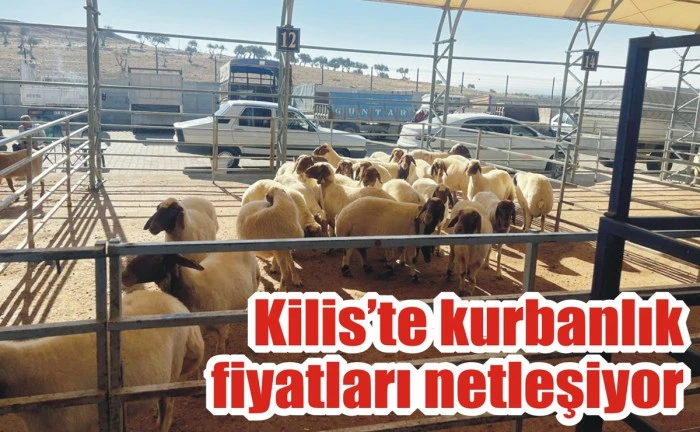 Kilis’te kurbanlık fiyatları netleşiyor
