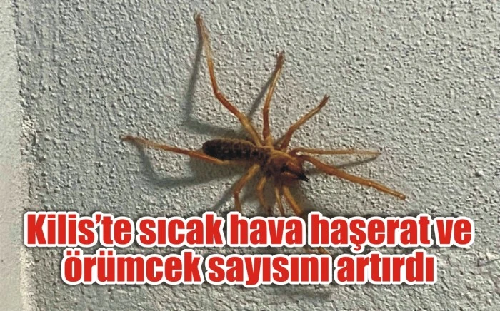 Kilis’te sıcak hava haşerat ve örümcek sayısını artırdı