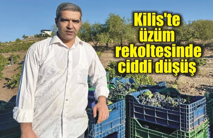 Kilis'te üzüm rekoltesinde ciddi düşüş
