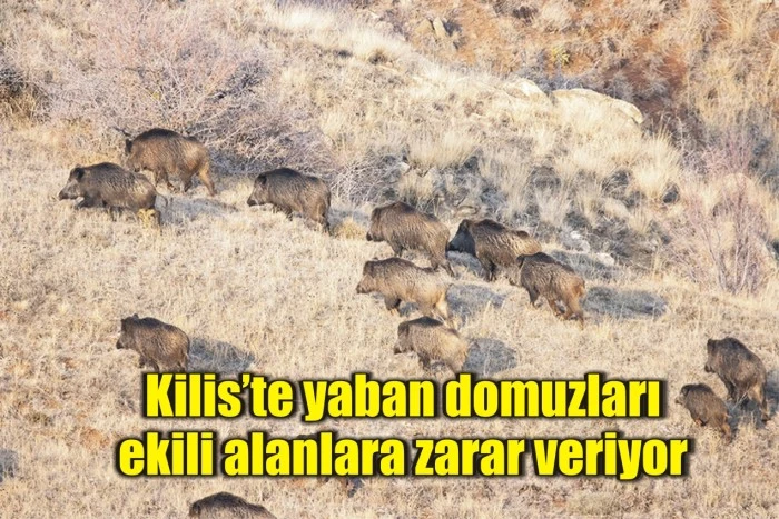 Kilis’te yaban domuzları ekili alanlara zarar veriyor