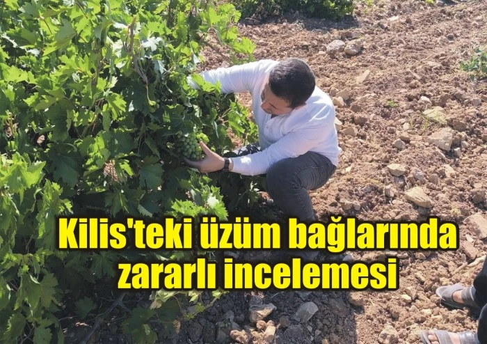 Kilis'teki üzüm bağlarında zararlı incelemesi