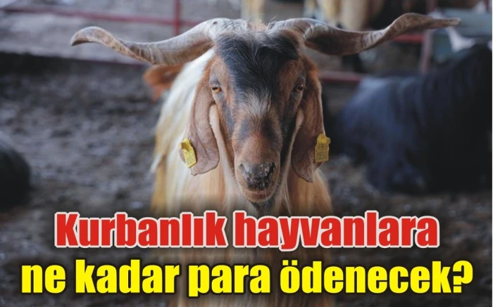 Kurbanlık hayvanlara ne kadar para ödenecek?