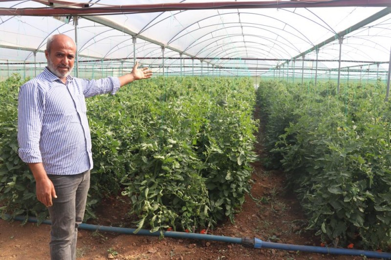 KURDUĞU SERA, İLÇENİN DOMATES İHTİYACININ YÜZDE 15'İNİ KARŞILIYOR