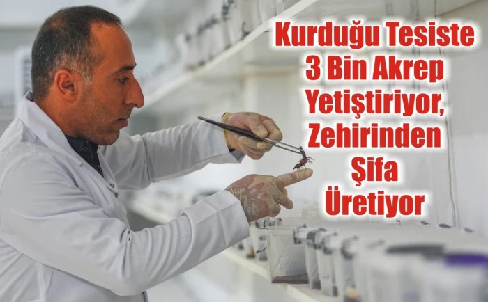 Kurduğu Tesiste 3 Bin Akrep Yetiştiriyor, Zehirinden Şifa Üretiyor