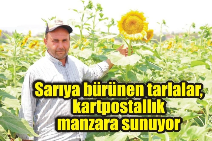 Sarıya bürünen tarlalar, kartpostallık manzara sunuyor