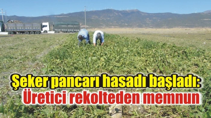 Şeker pancarı hasadı başladı: Üretici rekolteden memnun