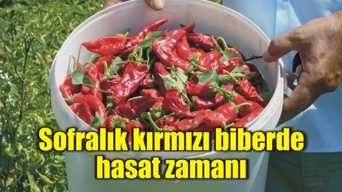 Sofralık kırmızı biberde hasat zamanı