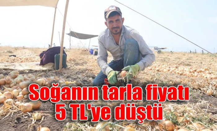 Soğanın tarla fiyatı 5 TL'ye düştü