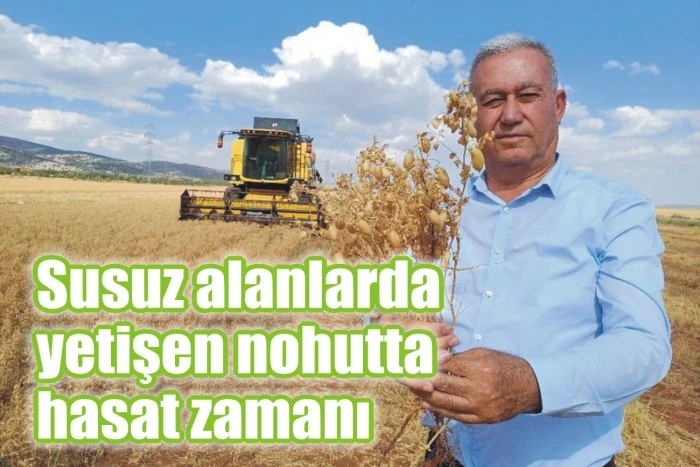 Susuz alanlarda yetişen nohutta hasat zamanı
