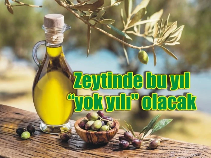 Zeytinde bu yıl "yok yılı" olacak! Dikkat fiyatlar artabilir!