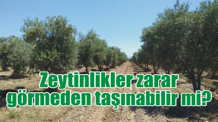 Zeytinlikler zarar görmeden taşınabilir mi?