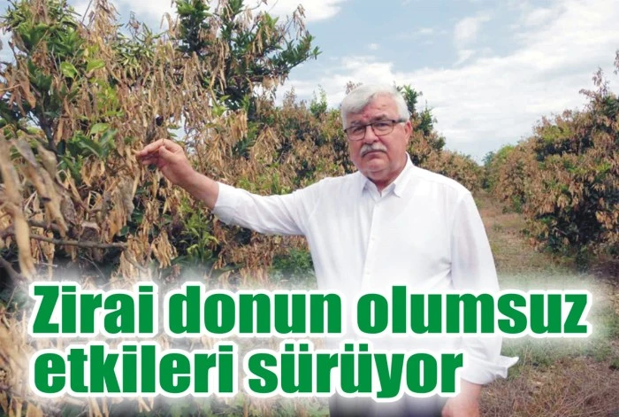 Zirai donun olumsuz etkileri sürüyor
