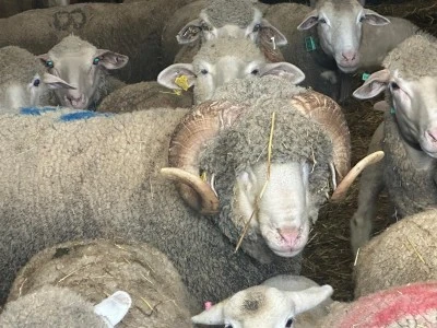 1 Milyon 110 Bin Liralık Ko&ccedil;un Kuzularına 150 Talep Geldi