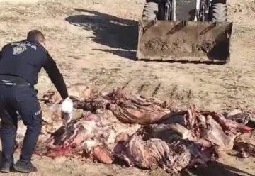 1 ton 150 kilo et imha edildi.