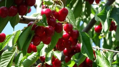 10 bin ton ürün toplandı