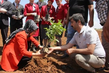 14 bin Antep fıstığı fidanı dikildi