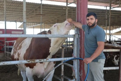 1400 kiloluk tosun servet değerindeki fiyatıyla alıcısını bekliyor