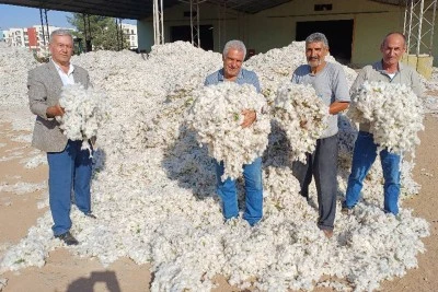 15 bin dönüm arazide makinalı pamuk hasadı başladı