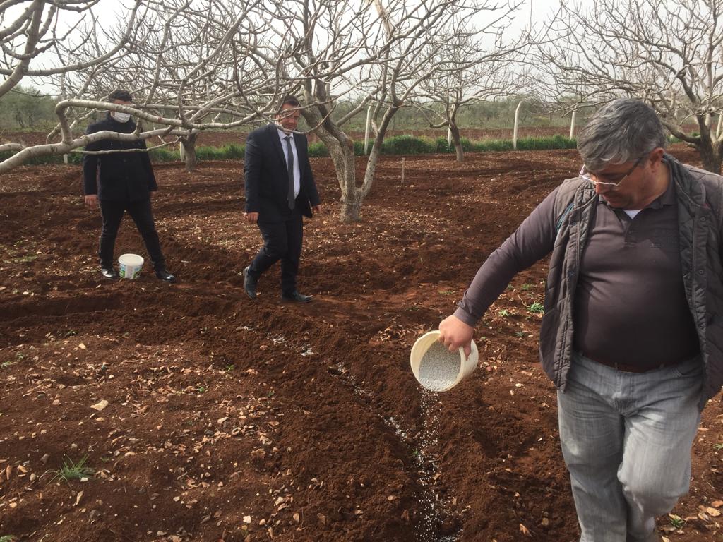 ANTEP FISTIĞINDA TABAN GÜBRELEMESİ ZAMANI