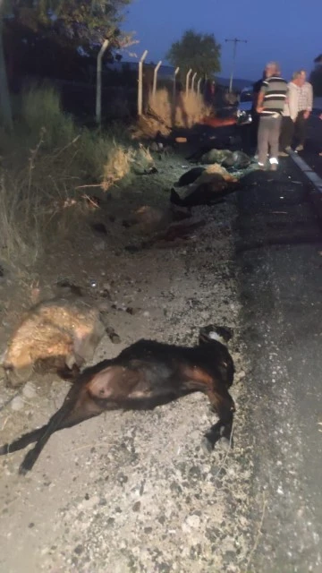 25 hayvan telef oldu
