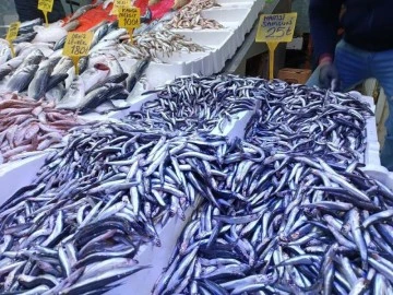 25 TL’ye düşen hamsi kapış kapış gitti