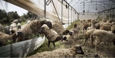 260 binden fazla koyun ve keçi itlaf edildi, 1.100 çiftlik kapandı