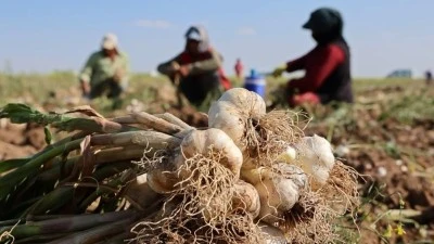 3 ülkeye ihraç edilen sarımsağın hasadı başladı
