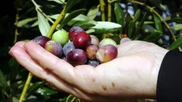 300 yıllık zeytin ağaçlarında rekolte düşük verim yüksek
