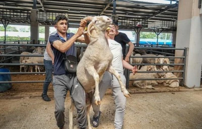 4 boynuzlu koçu görenler şaşırıyor