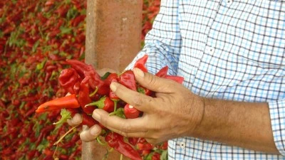40 derece sıcakta 'acı' mesai
