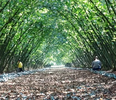 63 yatırımcıya fındık hasat filesi hibesi