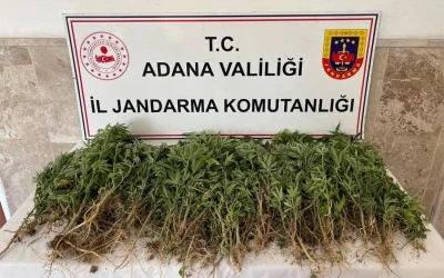 712 kök Hint keneviri ele geçirildi