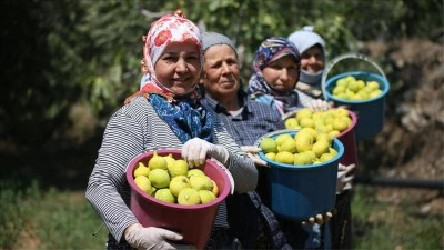 AB tescilli incirde bunaltıcı sıcakta hasat 