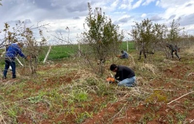 AB tescilli narda budama sezonu başladı