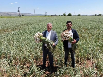 AB tescilli sarımsağın hasadı başladı