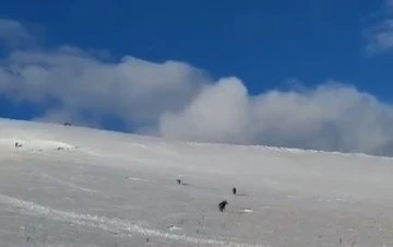 Aç kalan kurt sürüsü yerleşim yerine indi